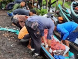 Buruh Perusahaan Kayu Di Jambi Tewas Diterkam Harimau Sumatera