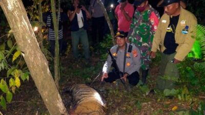 Tiga Ekor Harimau Sumatera Mati Terperangakap