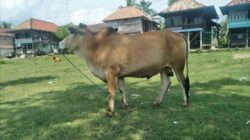 Salah satu pemandanga keadaan Desa Teluk Kijing Kec Lais Kab Muba, dimana tampak seekor sapi berada di lapangan , yang Dari foto terlihat rumah panggung yang merupakan ciri khas bangunan di Desa Desa di Sumatera Selatan ( foto credited group fb Keluarga Teluk Kijing)