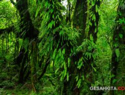 Hutan di Asia Tenggara ternyata lebih tangguh dibandingkan Dengan perkiraan sebelumnya