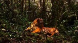 Etika Rimba Harimau Sumatera Dan Manusia