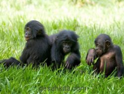 Simpanse memahami perbedaan antara kedengkian dan ketidakmampuan