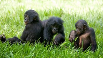 Simpanse memahami perbedaan antara kedengkian dan ketidakmampuan