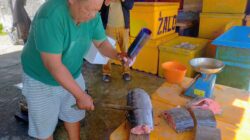 Ikan Blue Marlin Jadi Primadona di Kabupaten Pesisir Barat Lampung