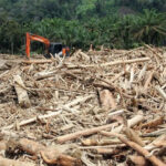 Duga Kayu Gelondongan Banjir Sumut Berasal dari Area PHAT di APL Kayu Gelondongan Banjir Sumut
