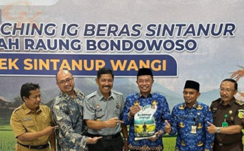 Beras Sintanur Lembah Raung Bondowoso Resmi Kantongi Sertifikat Indikasi Geografis Beras Sintanur, Sintanur Wangi
