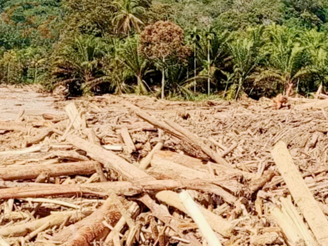 Perusak Hutan Perusak Hutan