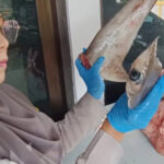 Satpel Pelabuhan Ketapang Amankan 120 Kg Hiu Segar Satpel Pelabuhan Ketapang