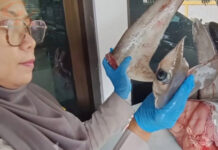 Satpel Pelabuhan Ketapang Amankan 120 Kg Hiu Segar Satpel Pelabuhan Ketapang