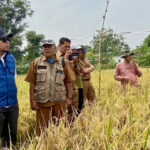 PT PII Dorong Petani Karawang Tanam Padi Unggul Nutrizinc Padi Unggul Nutrizinc