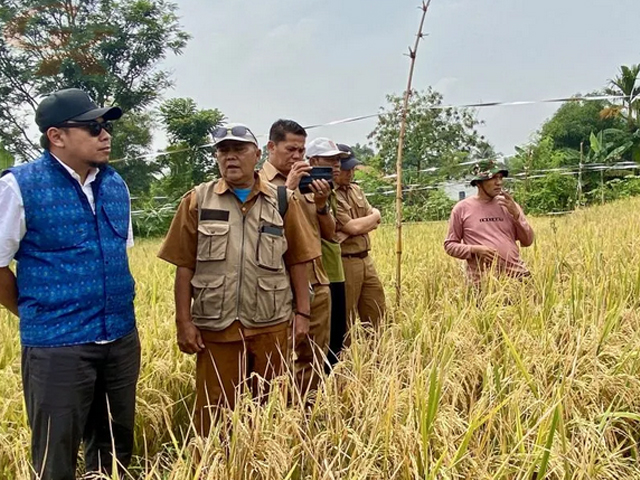 Tanam Padi Unggul Nutrizinc Padi Unggul Nutrizinc