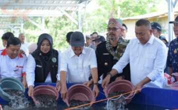 usaha budidaya ikan bioflok