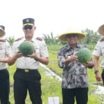 Dukung Ketahanan Pangan, Banyuwangi Panen Raya 3 Ton Semangka Non-Biji Ketahanan Pangan Banyuwangi