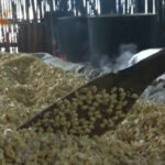 Desa Parerejo, Pusat Inovasi Kampung Tempe dengan Omzet Jutaan Rupiah Pusat Inovasi Kampung Tempe