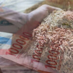 Mulai 2026, Bulog Tetapkan Skema Pembelian Gabah Pakai Sistem Digital Skema Pembelian Gabah